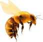 bee